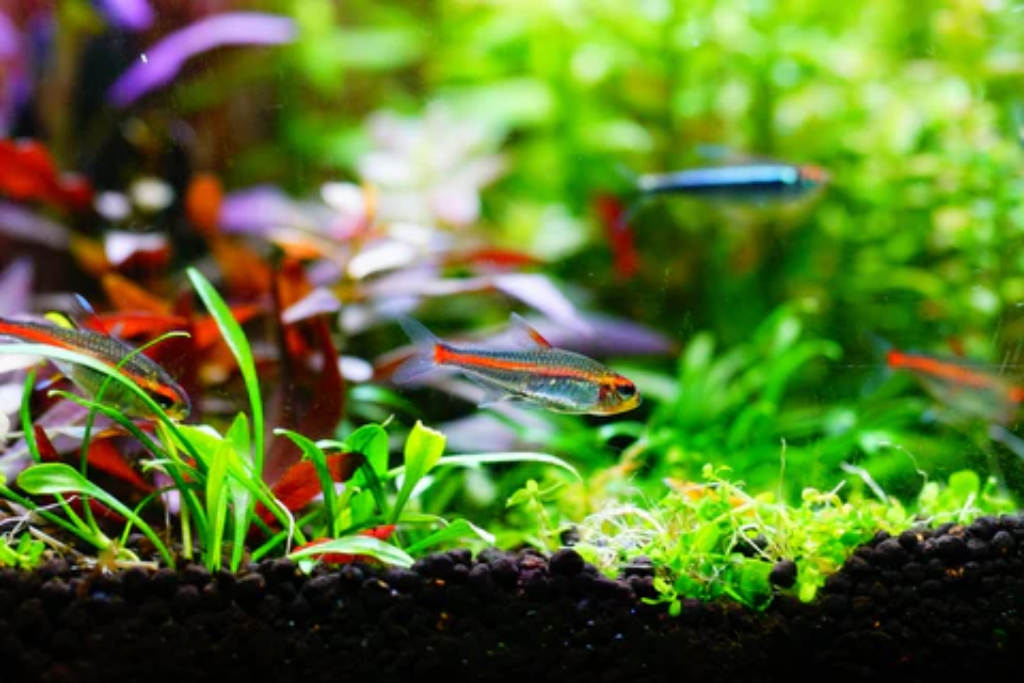 Plantas aquáticas: 20 espécies para ter em casa ou apartamento